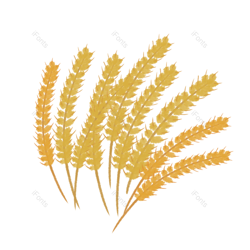 芒种图片,稻谷元素,秋天PNG,麦子免抠素材